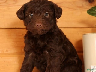 Yorkiepoo dogs Drake - Ad 8