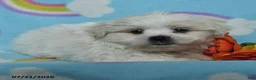 Teddy Bear dogs for sale: Alex - Ad 2