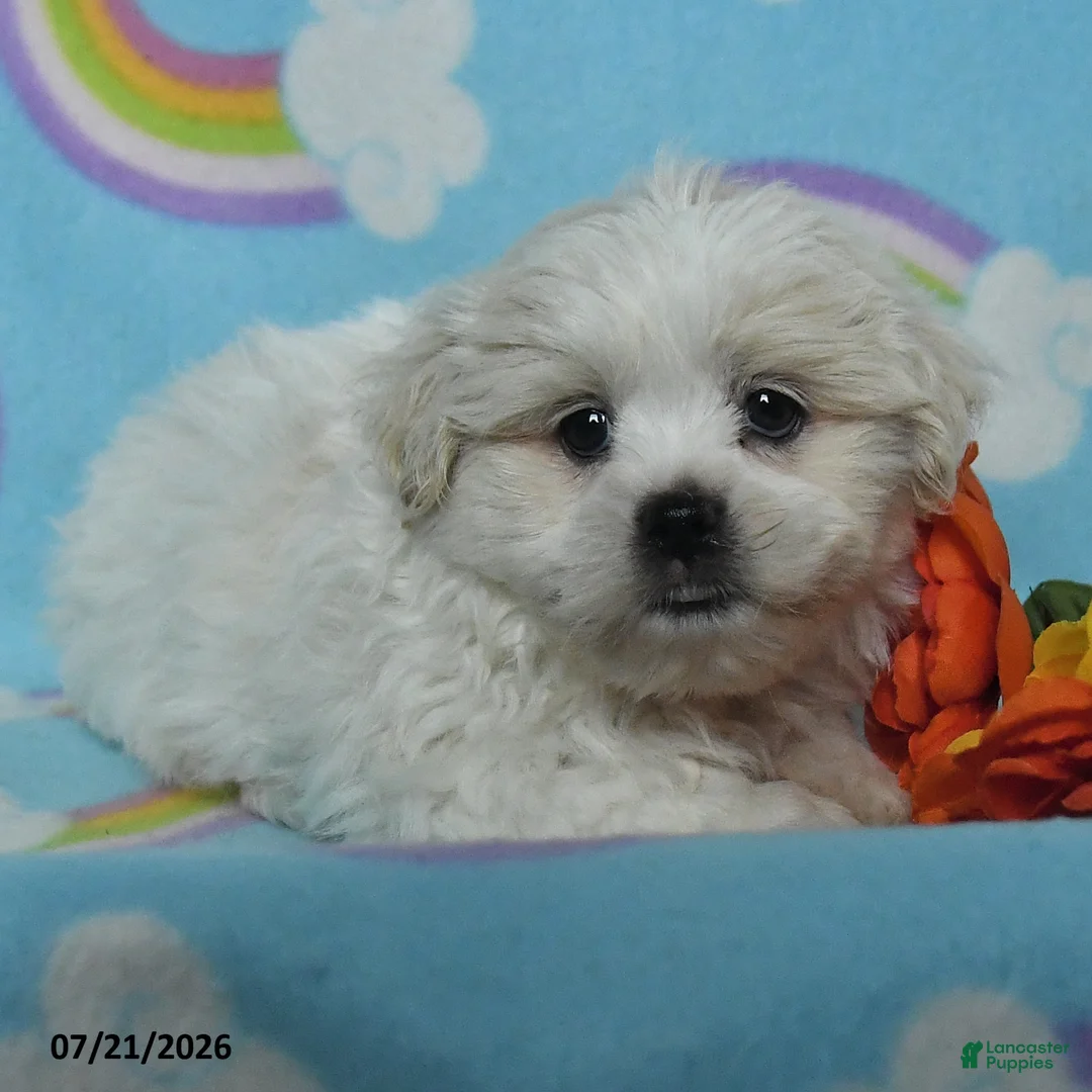 Teddy Bear dogs for sale: Alex - Ad 2
