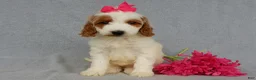 Mini Goldendoodle dogs for sale: Princess-MEDIUM - Ad 4