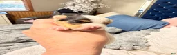 Yorkshire Terrier dogs for sale:  Anna Belle - Ad 3