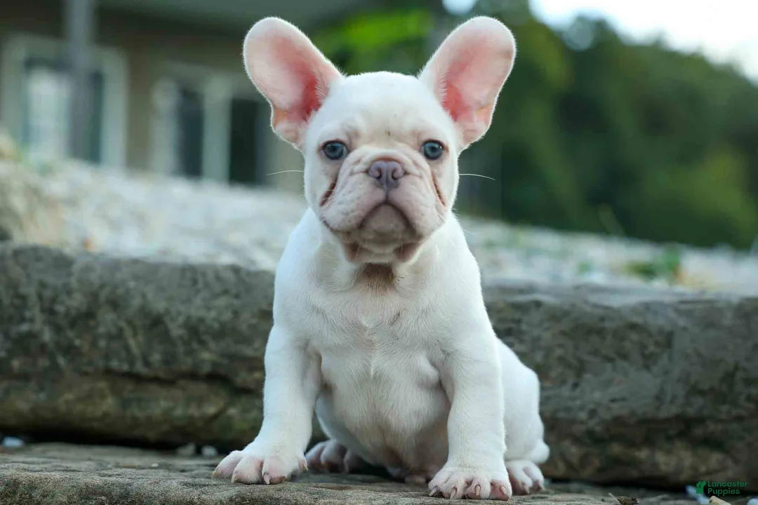 French Bulldog dogs for sale: Snoopy 🐶 - Ad 1