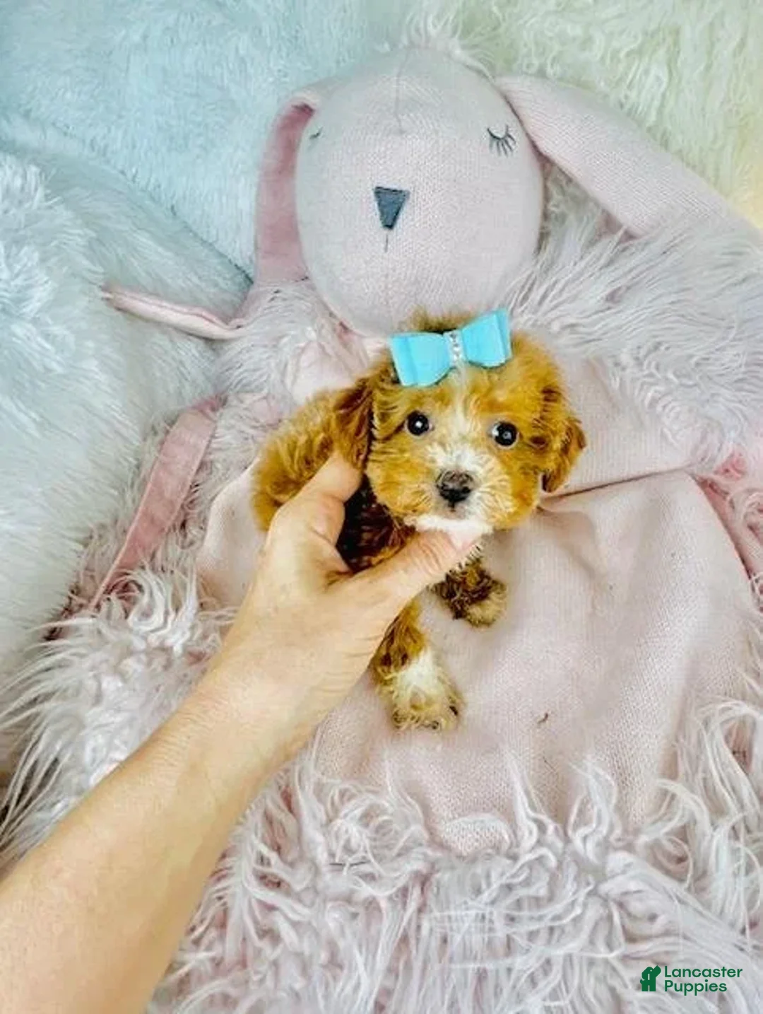 Toy Poodle dogs for sale: Pin - Ad 2