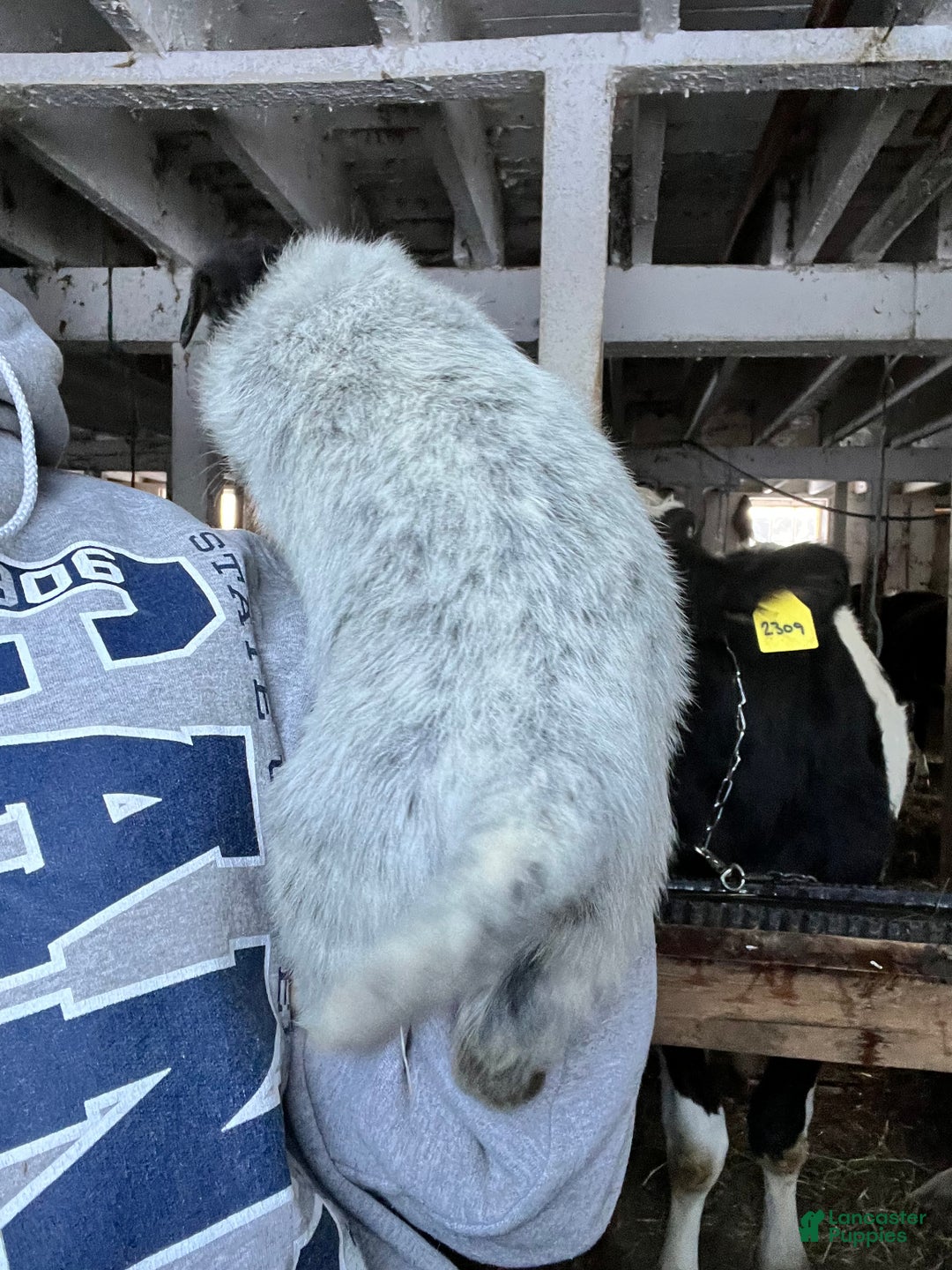 Australian Cattle Dog dogs for sale: Dasher - Ad 3