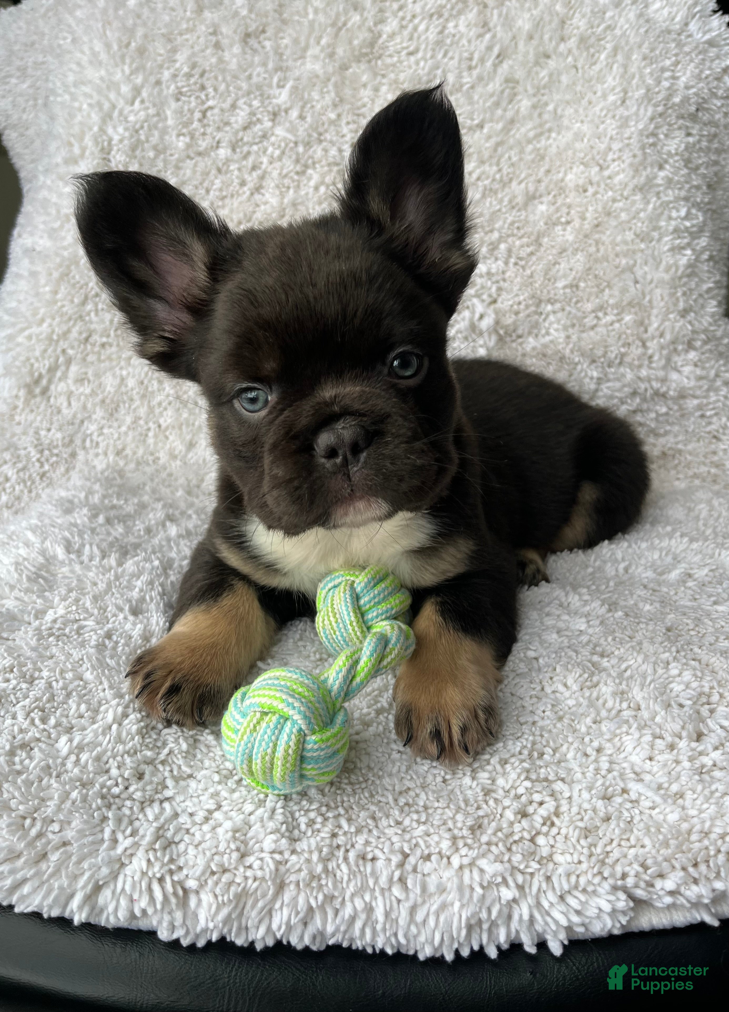 French Bulldog dogs Bruno - Ad 7