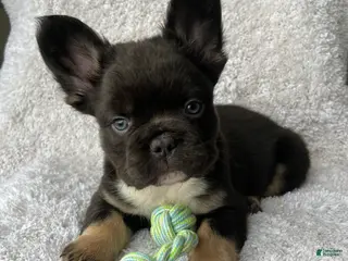 French Bulldog dogs Bruno - Ad 7