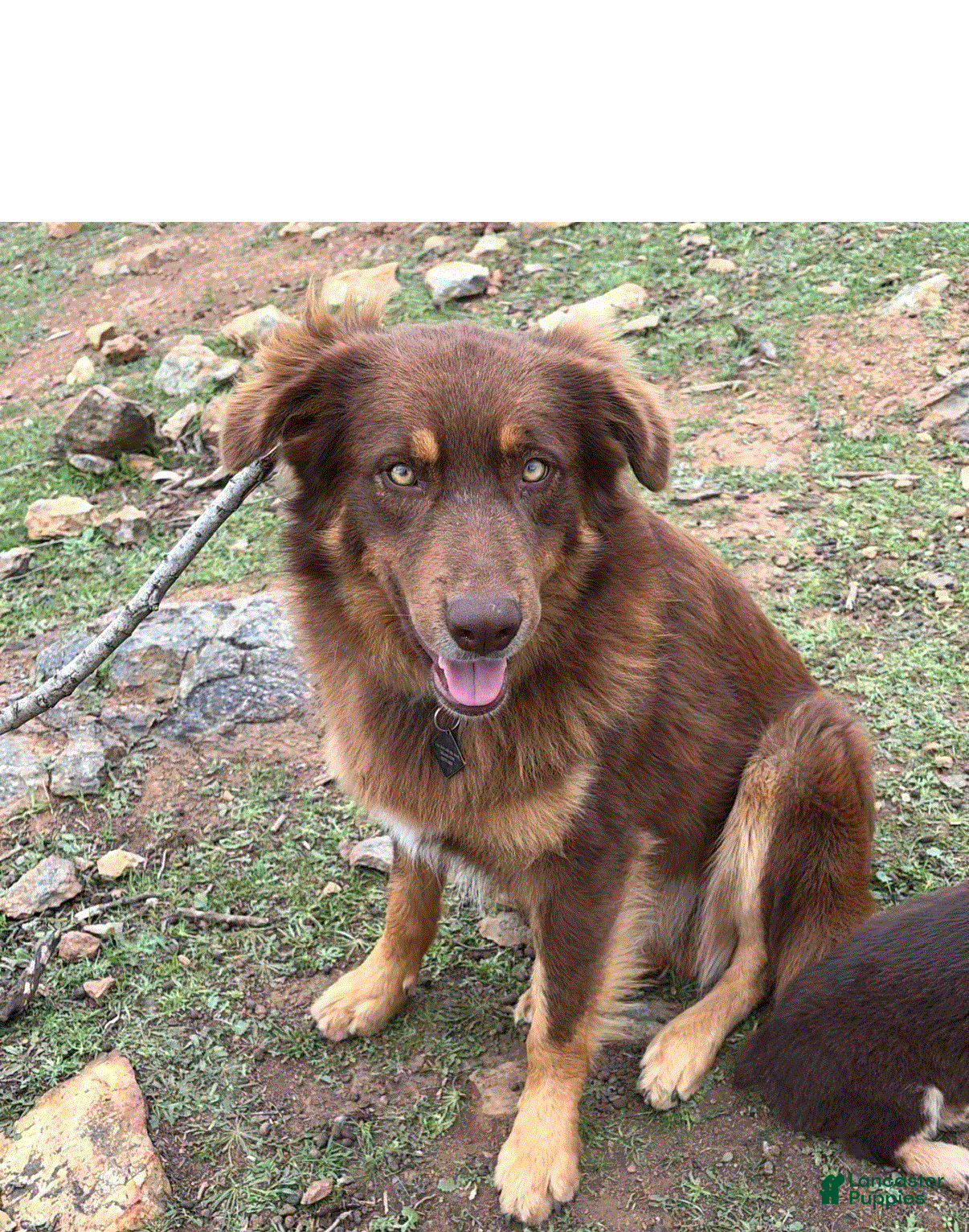 Beau
