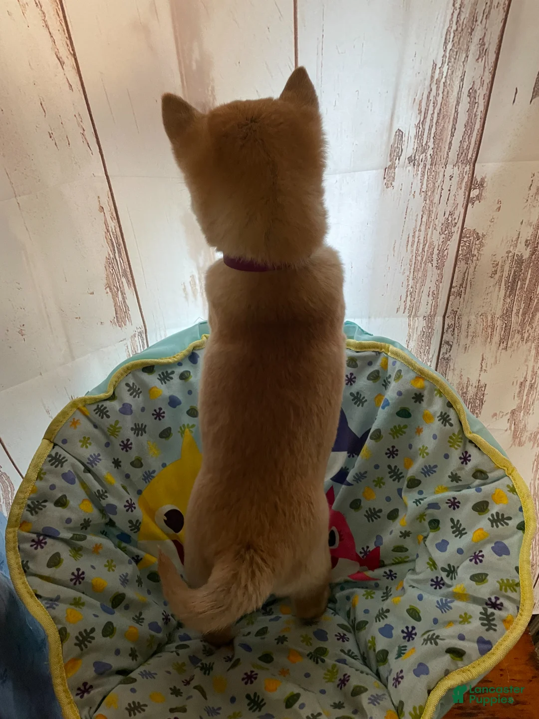 Shiba Inu dogs for sale: Sunny - Ad 2