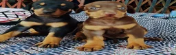 Doberman Pinscher dogs for sale: Doberman Pinscher 5 - Ad 1