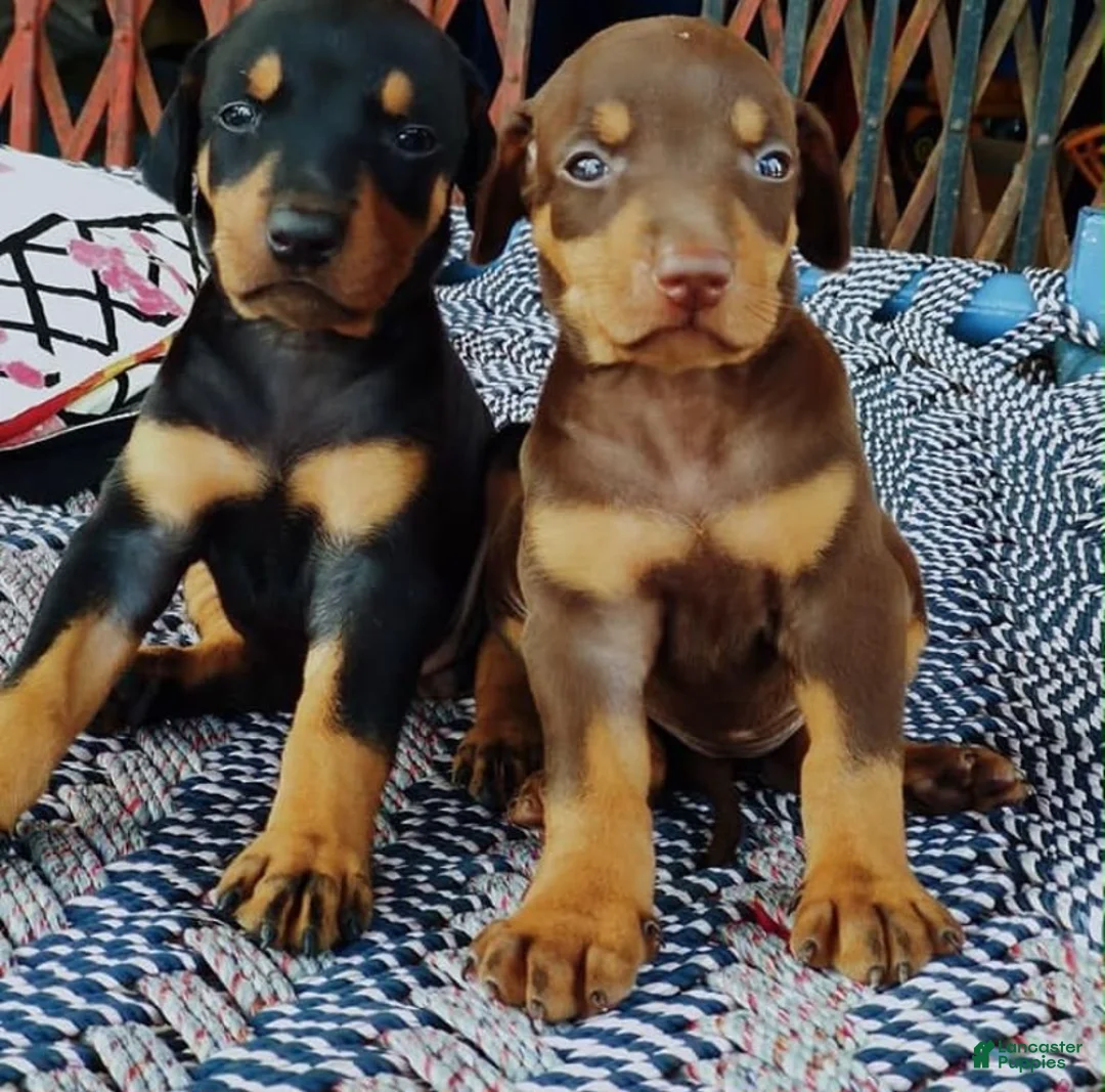 Doberman Pinscher dogs for sale: Doberman Pinscher 5 - Ad 1