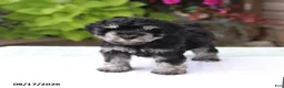 Miniature Schnauzer dogs for sale: Patrick - Ad 4