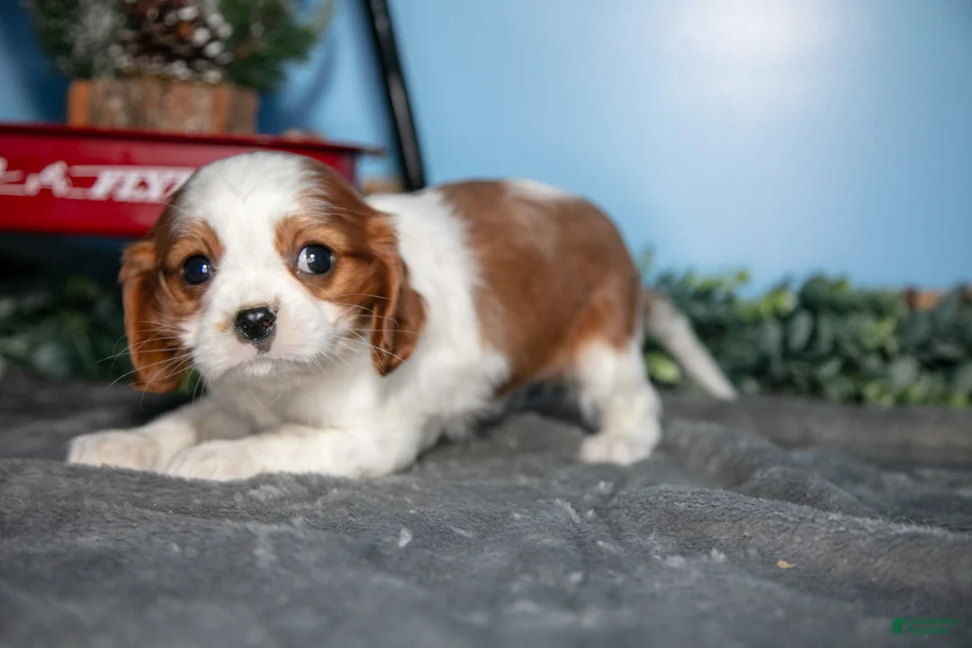 Cavalier King Charles Spaniel dogs for sale: Stella - Ad 3
