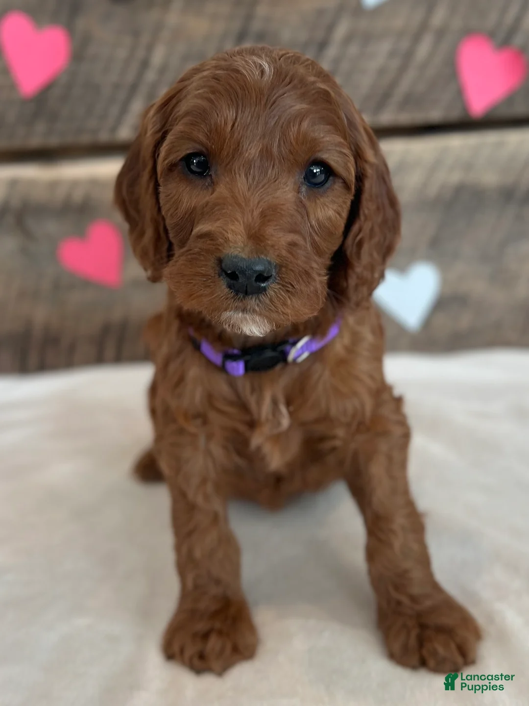 Irish Doodle dogs for sale: Lily - Ad 12