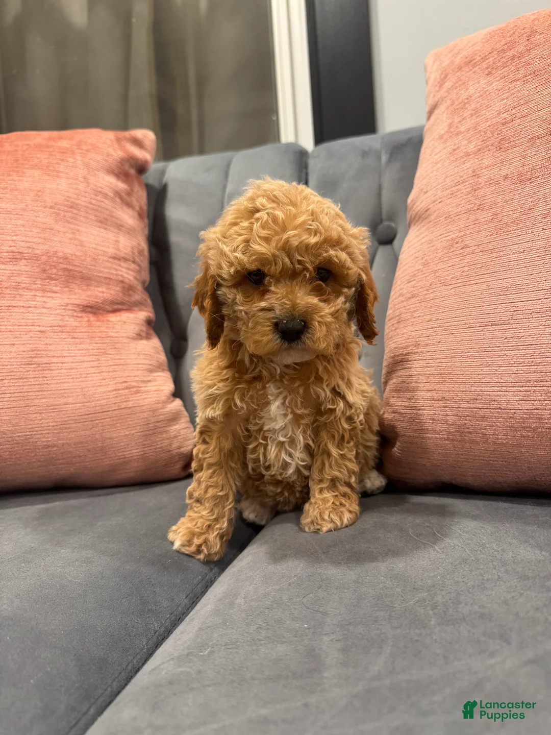 Cavapoo dogs for sale: Kali - Ad 1