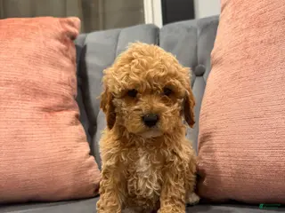 Cavapoo dogs Kali - Ad 23