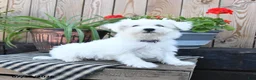 Mixed Breed dogs for sale: Olivia - Ad 3