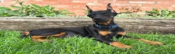 Doberman Pinscher dogs for sale: Amika - Ad 2