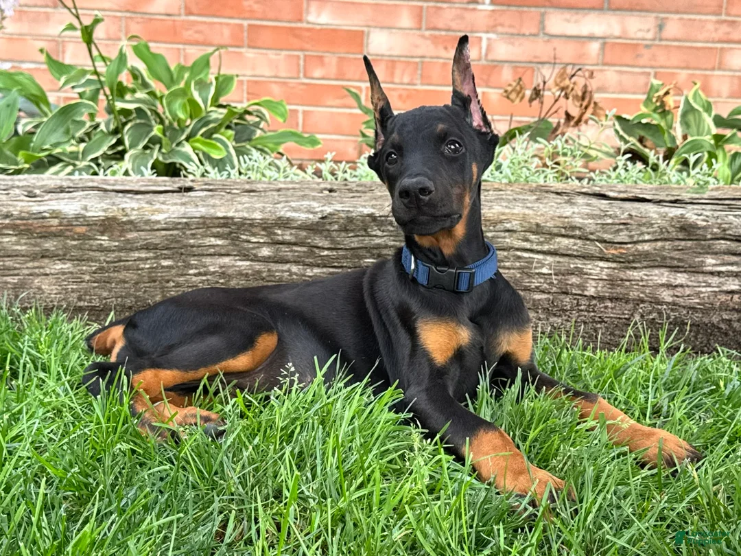 Doberman Pinscher dogs for sale: Amika - Ad 2