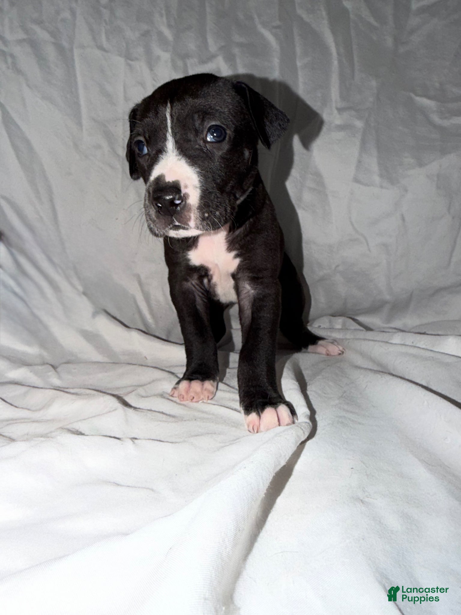 Great Dane dogs for sale: Great Dane Puppy 1 - Ad 2
