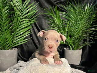 American Bully dogs - Ad 14