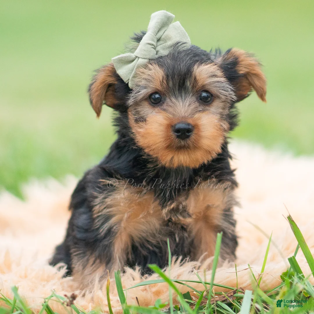 Yorkshire Terrier dogs for sale: Buddie - Ad 1