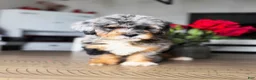 Mini Bernedoodle dogs for sale: Sunshine - Ad 3