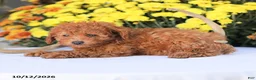 Miniature Poodle dogs for sale: Cathy - Ad 3