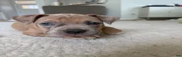 American Bully dogs for sale: Thor - XL American Bully Puppy  - Ad 8