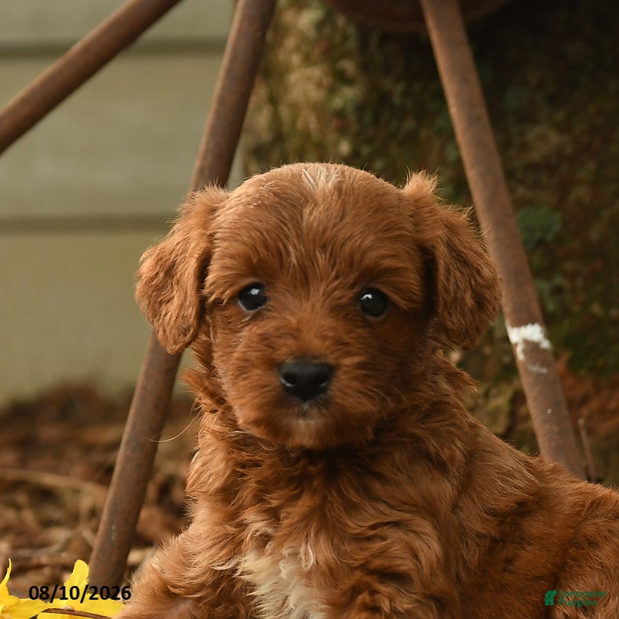 Goldendoodle dogs Chase - Ad 2