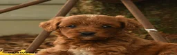 Goldendoodle dogs for sale: Chase - Ad 2