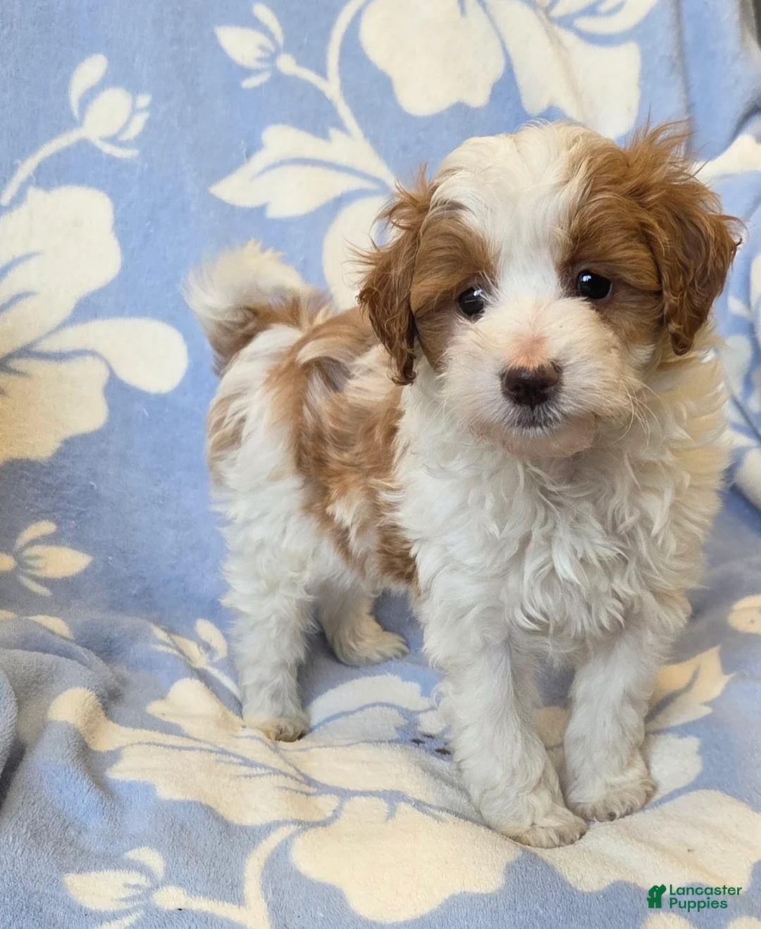 Mini Goldendoodle dogs for sale: Pebbles - Ad 1