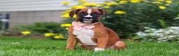 Boxer dogs for sale: Annie - Ad 4