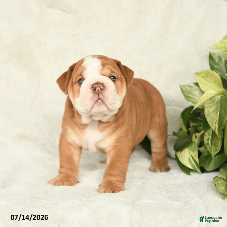 English Bulldog dogs Taser - Ad 1
