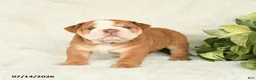 English Bulldog dogs for sale: Taser - Ad 1
