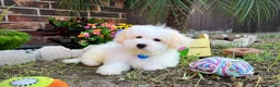 Maltese dogs for sale: Maltese litter of 3 puppies - Ad 2