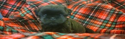 Shih Tzu dogs for sale: CHARLIE, Shih Tzu, Male, 10 weeks, AKC Champion Blood Line - Ad 1