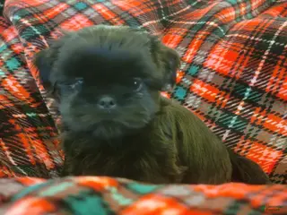 Shih Tzu dogs CHARLIE, Shih Tzu, Male, 10 weeks, AKC Champion Blood Line - Ad 3