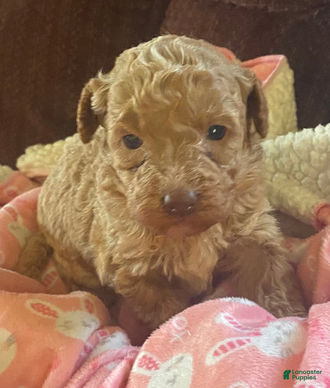 Mini Goldendoodle dogs for sale: Lula - Ad 3