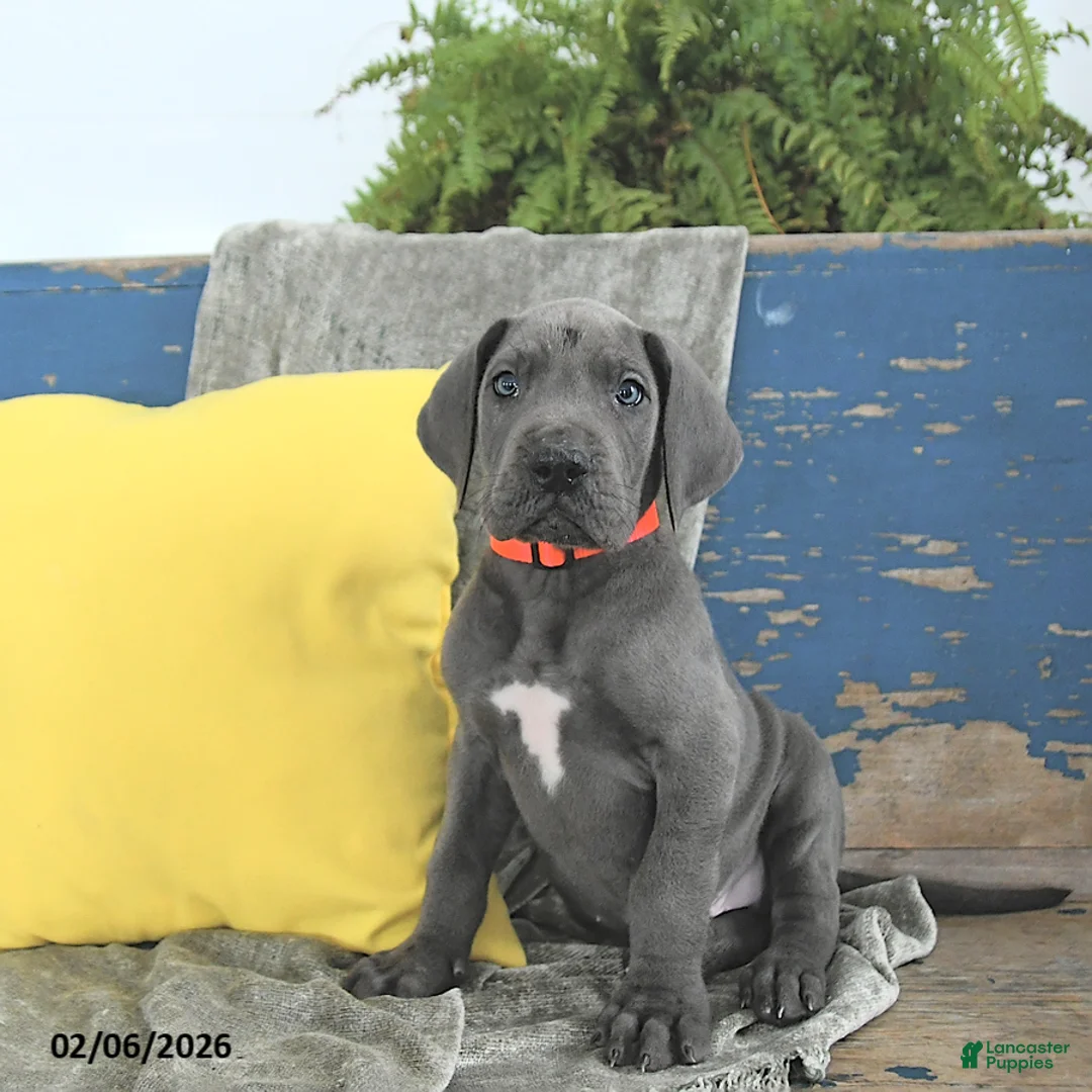 Great Dane dogs for sale: Clifford - Ad 4