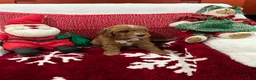 Mini Goldendoodle dogs for sale: Petite Mini Goldendoodle Mocha - Ad 4