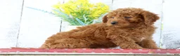 Mini Goldendoodle dogs for sale: Kirsten - Ad 4