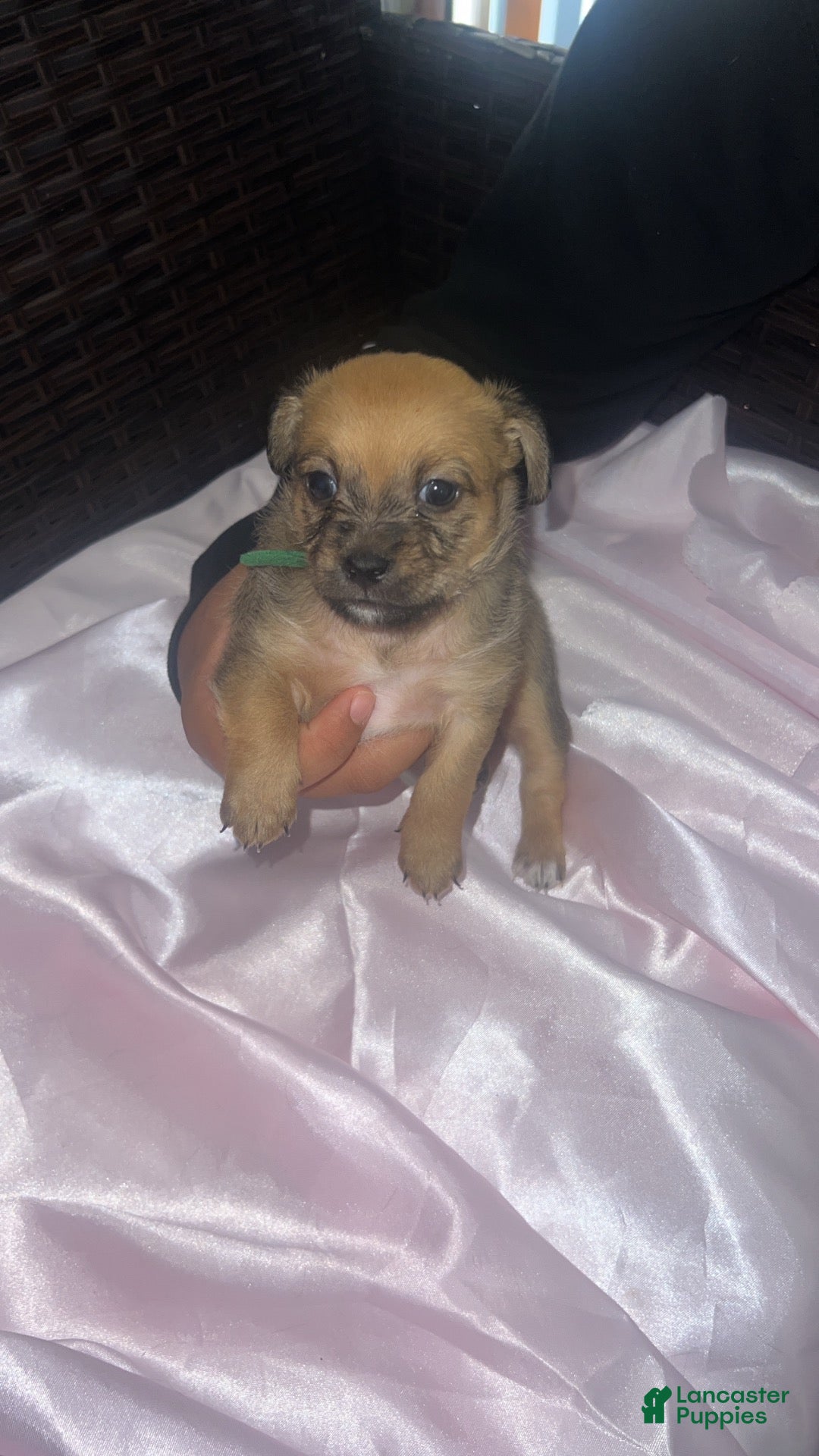 Mixed Breed dogs for sale: Green - Ad 3