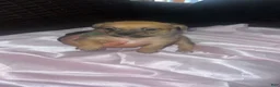 Mixed Breed dogs for sale: Green - Ad 1