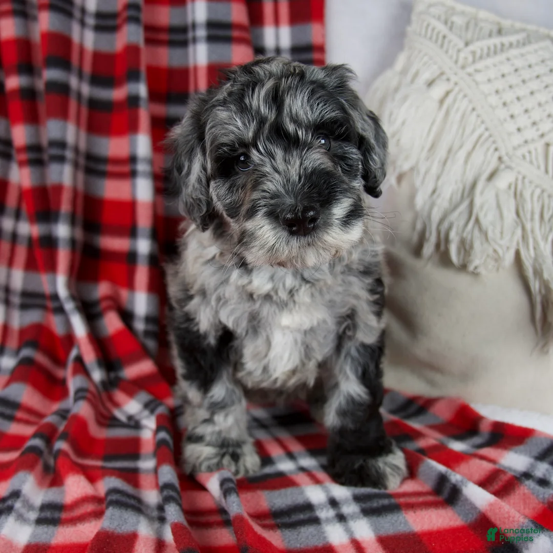 Schnoodle dogs for sale: Delilah - Ad 1