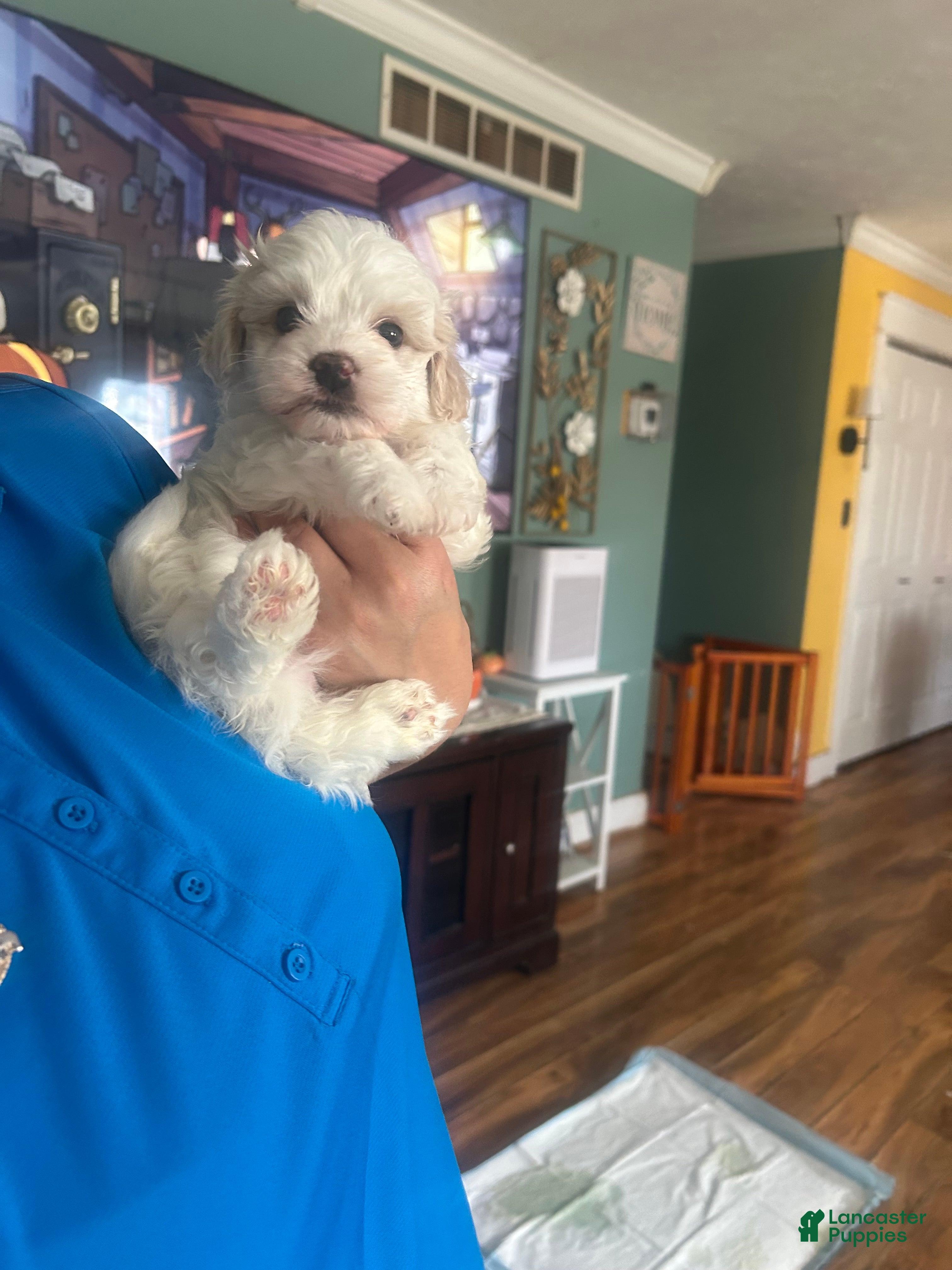 Maltipoo dogs Maltipoo Puppy 3 - Ad 2