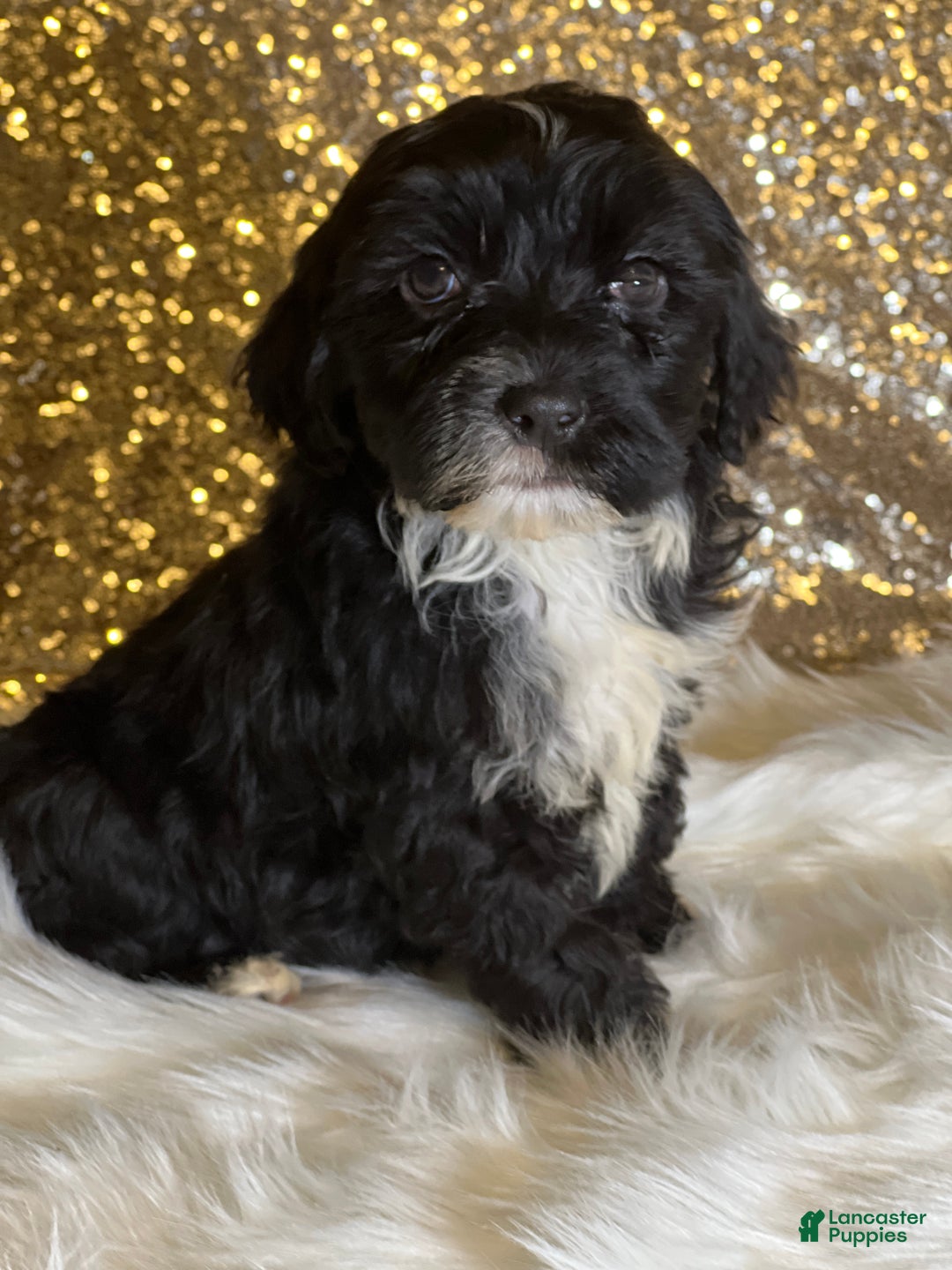 Portuguese Water Dog dogs for sale: Mystic - Ad 2