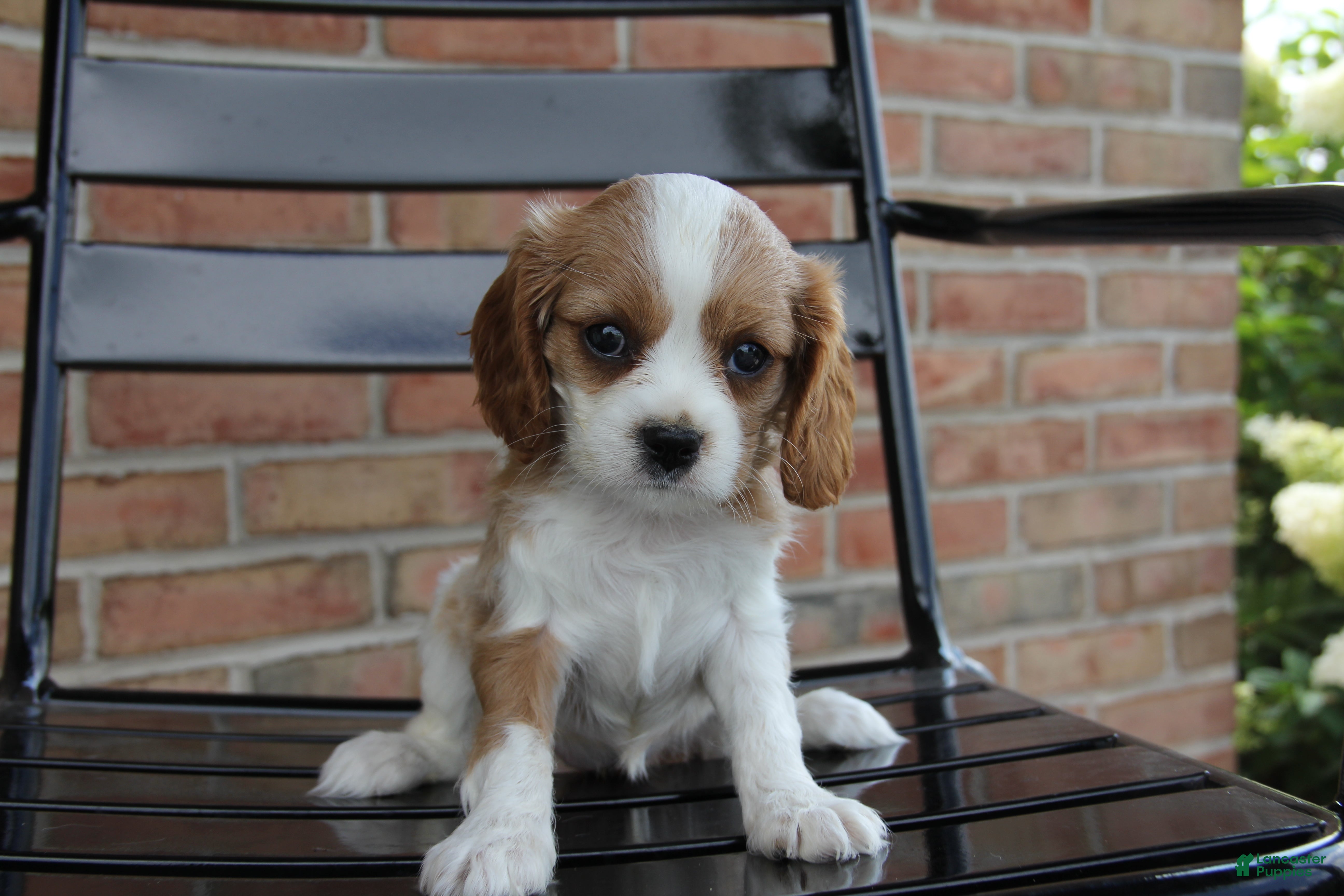 Cavalier King Charles Spaniel dogs Pumpkin - Ad 2