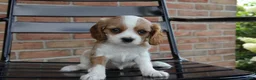 Cavalier King Charles Spaniel dogs for sale: Pumpkin - Ad 2