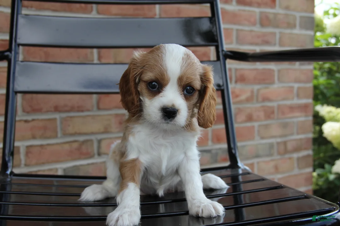Cavalier King Charles Spaniel dogs for sale: Pumpkin - Ad 2