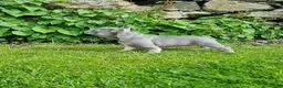 French Bulldog dogs for sale: Roland - Ad 1